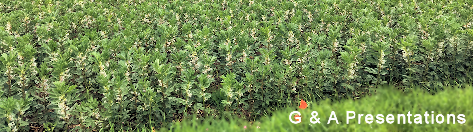 Picture of bean field in flower